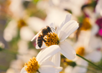 Bienenfreundliche-Bepflanzung_Flower-and-Shower